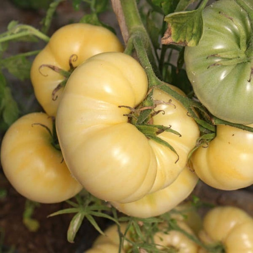 Tomates Cherry Kit 5 Variedades