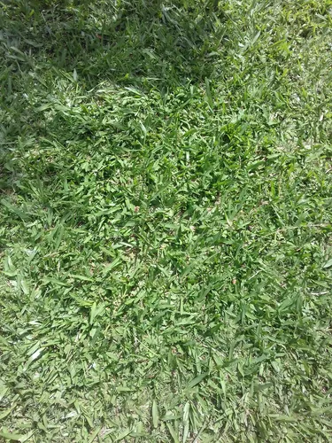 Mix Semillas Cesped Perenne 4 Estaciones 1k 50m2 Jardines
