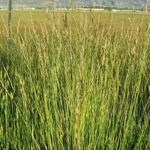 Semilla De Pasto Forrajero Var. Alta Fescue Fawn (1 Kg)