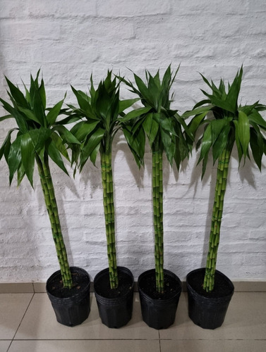 Planta Vara Bambú!!!