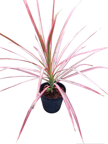 Plantas De Dracena Tricolor