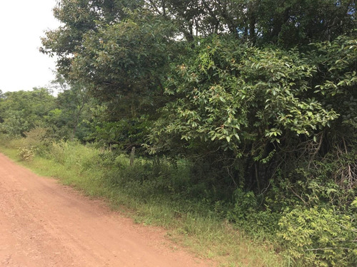 Imagen 9 de 30 de Chacra De 50 Hectáreas En Venta
