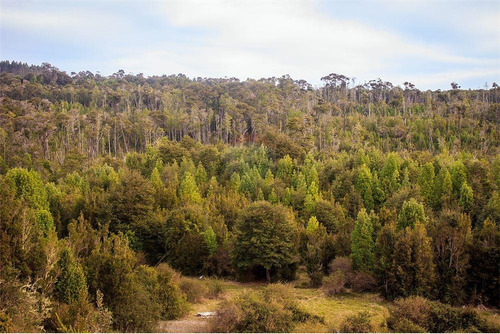 Imagen 18 de 30 de Parcela Disponible - Chiloe