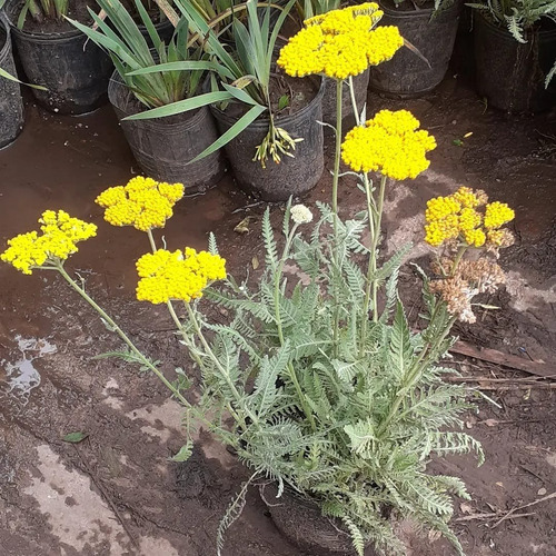 Imagen 5 de 6 de Achillea Filipendulina
