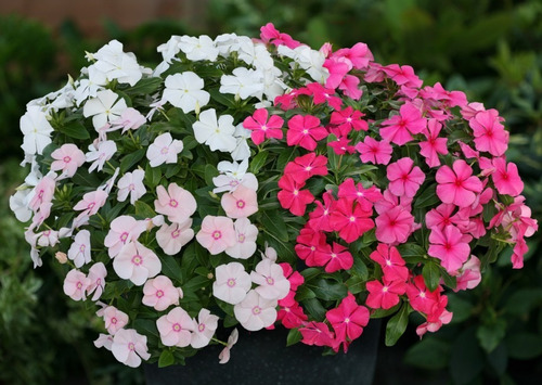 Kit Raros 1100 Semenetes Coleus+50 Vinca+100 Dália Gigante
