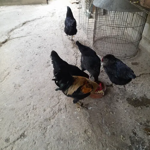 Gallinas Criollas Ponedoras (Usado)