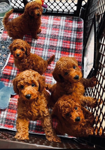 Caniche Toy Rojo Poodle 100% Legítimos 