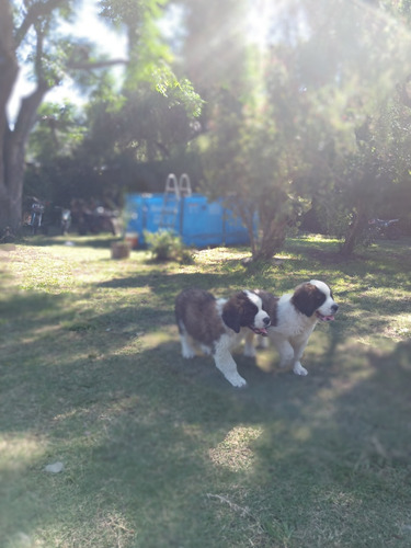 Cachorros San Bernardo Puros 