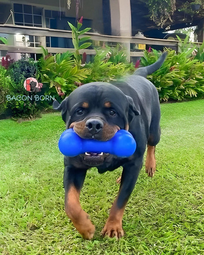 Brinquedo Cachorro Grande Porte Pet Osso Anti Stress Cães G Cor Laranja