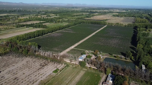 Exclusivo Viñedo De 20 Ha. En Cuadro Benegas