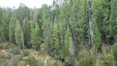 Venta Parcela 1 Hectárea En Ancud, Chiloé
