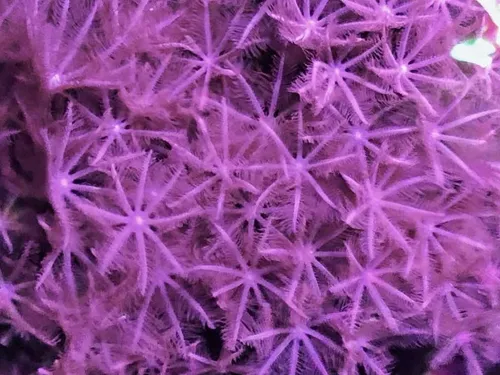 Coral Vivo Blando - Acuario Marino Reef - Anthelia