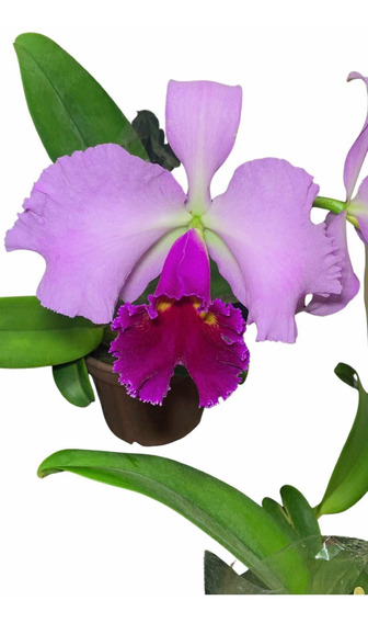 Orquidea Cattleya Hibrida Amarela | MercadoLivre 📦