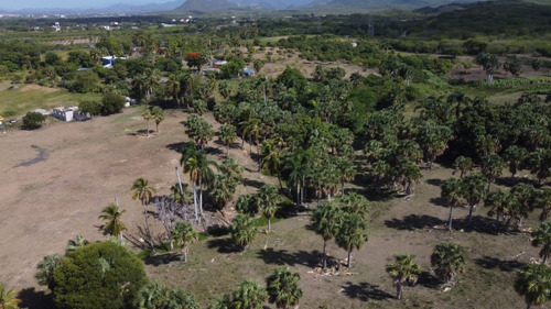 Terreno De 52,800m2 Con Hermosas Palmeras - Paya Bani