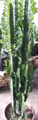 Eufhoria, Cactus Arbol De Leche, 60cm .tambien Llama Trigona