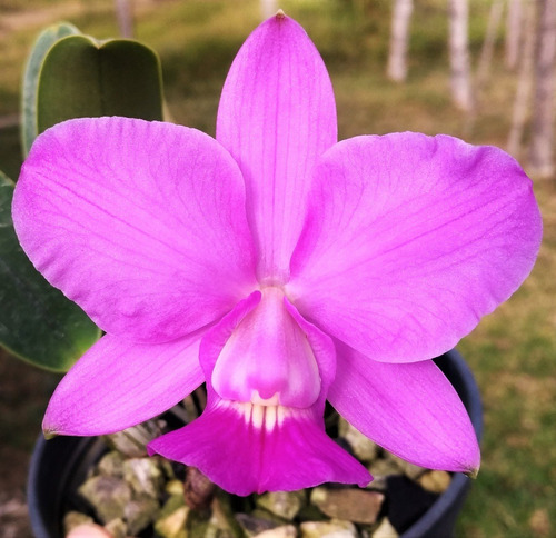 Cattleya Walkeriana Mercado - Corte