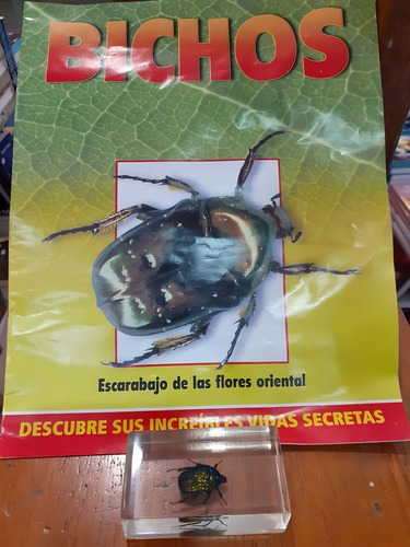 Escarabajo De Las Flores Oriental Coleccion Bichos - Autores