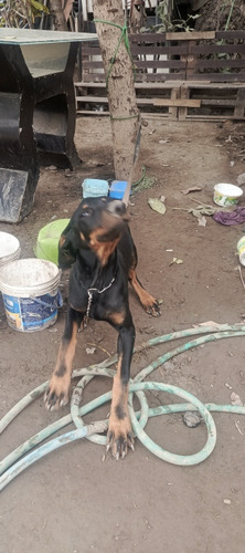 Venta De Cachorros Doberman