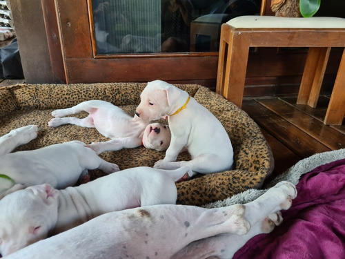 Filhotes Dogo Argentino