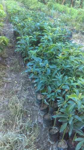 Plantas De Aguacate Injertado Excelentes Variedades