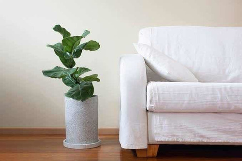 Ficus Pandurata O Lyrata De 1 M De Altura