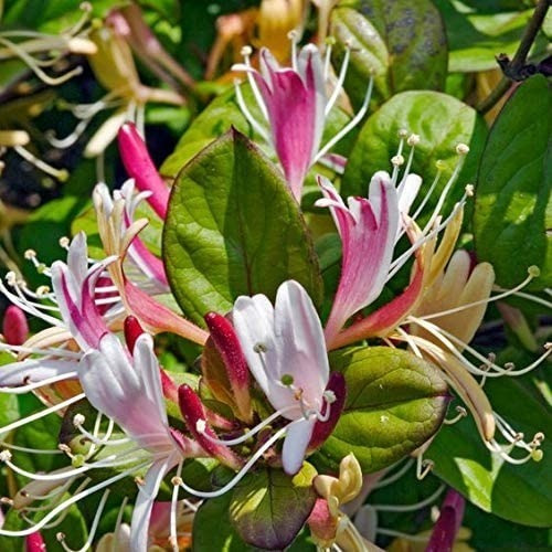 Lonicera Japónica Rubra (madreselva Rubra/colorada)