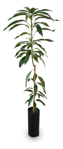  Arbol De Mango Magnifera Indica Inj. 1.2 3 Años. E.gratis