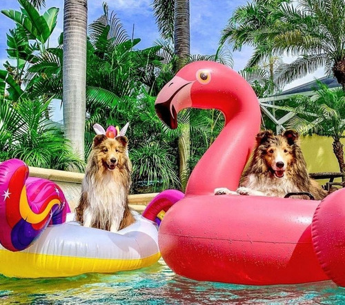 Set 2 Flotador Flamingo Rosa Inflable + 2 Portabebidas