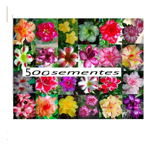 500 Sementes Rosa Do Deserto Mix Adenium Obesum +de 30 Cores