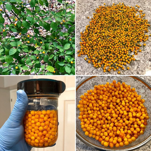 40 Sementes Aji Charapita A Pimenta Mais Cara Do Mundo