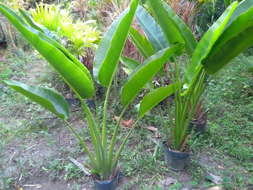 Palmeira Do Viajante 1,5m Ravenala - Retirar L Freitas - Ba