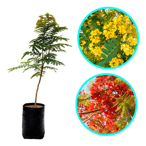 Acacia Semperflorens