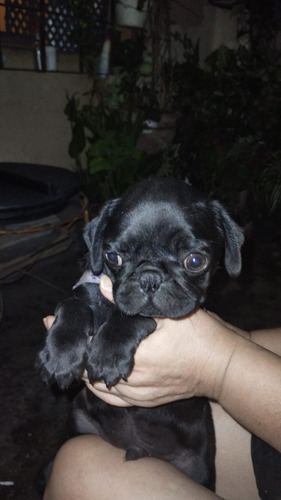 Vendo Cachorro Pug