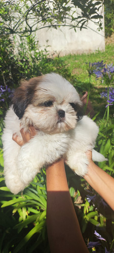 Lindos Filhotes De Shih Tzu 