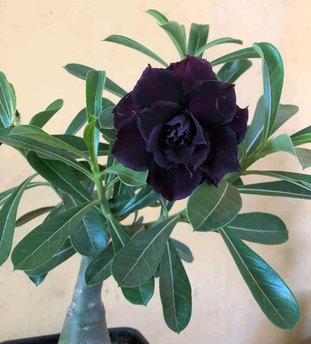 Rosa Do Deserto Negra Muda