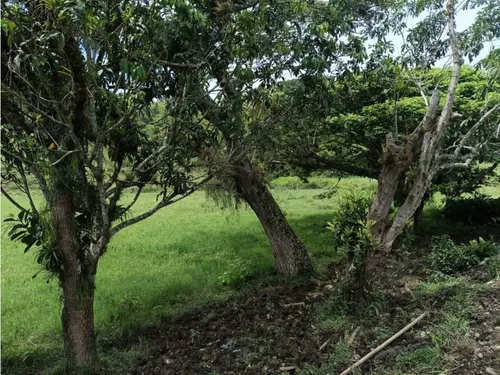 Se Vende Finca Vía Barragan - Rio Verde