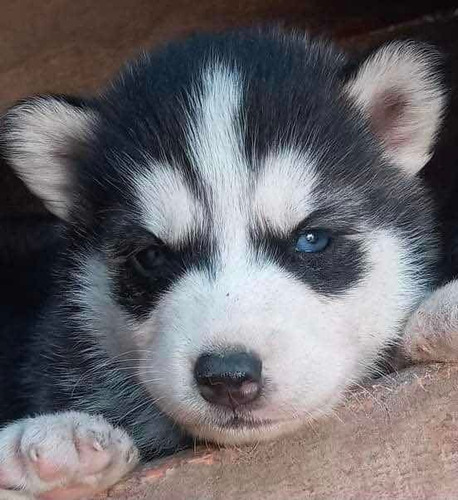 Husky Siberiano