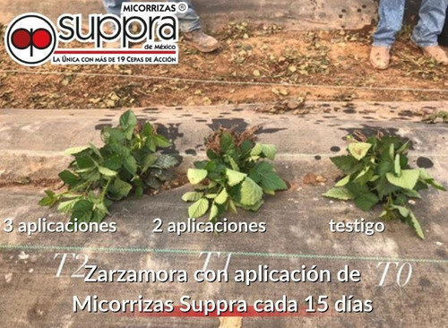 Imagen 3 de 9 de Suppra Micorrizas 2kg Inoculante Mejorador Suelos Orgánico