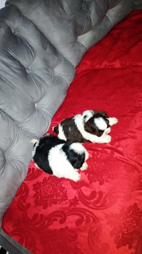 Imagem 1 de 3 de 2 Machos Shih-tzu Disponíveis Sou De Guarulhos