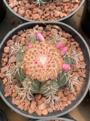 Imagen 1 de 5 de Melocactus - Cactus No Suculenta