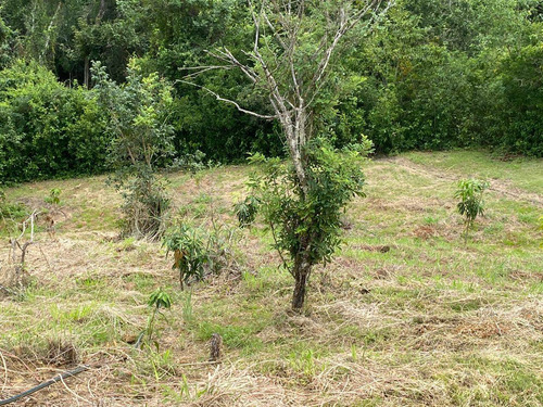 Imagen 12 de 30 de Agua De Dios - Finca De Produccion En Venta