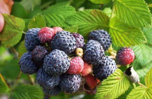 30 Sementes De Framboesa Preta Rubus Niveus Amora Rapsberry