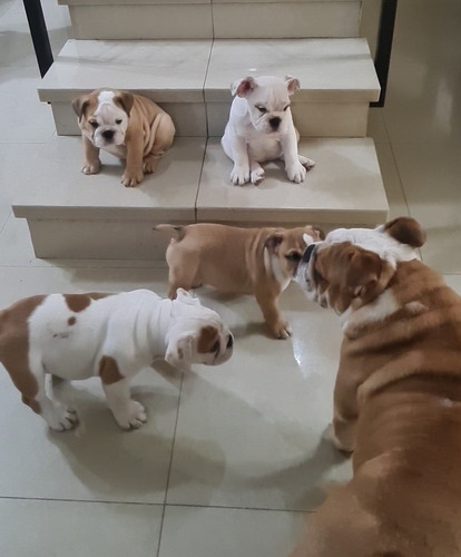 Imagen 9 de 9 de Cachorros De Bulldog Inglés