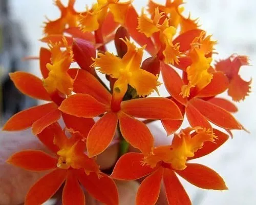 Orquídea Epidendrum Fulgens, Orquídea Da Praia - Adulta à venda em Itanhaém  São Paulo por apenas R$ 29.90 - OCompra.com Brasil