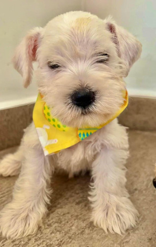 Cachorritos Schnauzer Blancos Únicos 