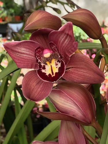 Imagen 7 de 10 de Orquideas Cymbidium 3 Plantas Jovenes, Envio Gratis