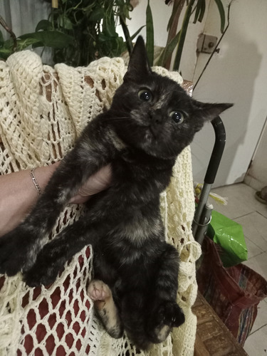 Gatita Carey Concha De Tortuga