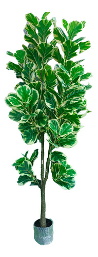 Hoja De Higuera C/borde Blanco Arbol Artificial 1.9m+maceta