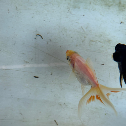 Carassius Variados, Peces De Agua Fría, Telescopios Ryu Mizu