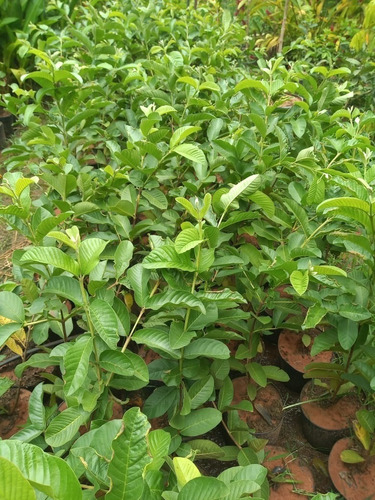 Goiaba Tailand.+acerola Produzindo E Maçã + Pera P/ Produzir